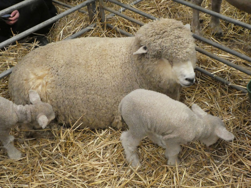 Chairo Christian School Bendigo Sheep and Wool Show